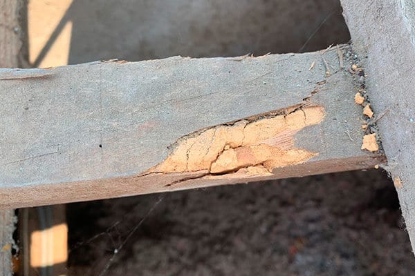 Traitement de charpente anti-termites